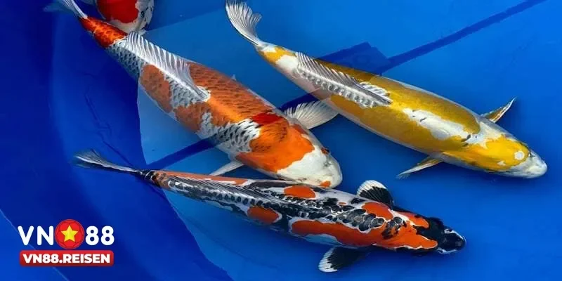 Bắn cá koi có gì đặc biệt mà thu hút đông đảo game thủ tham gia